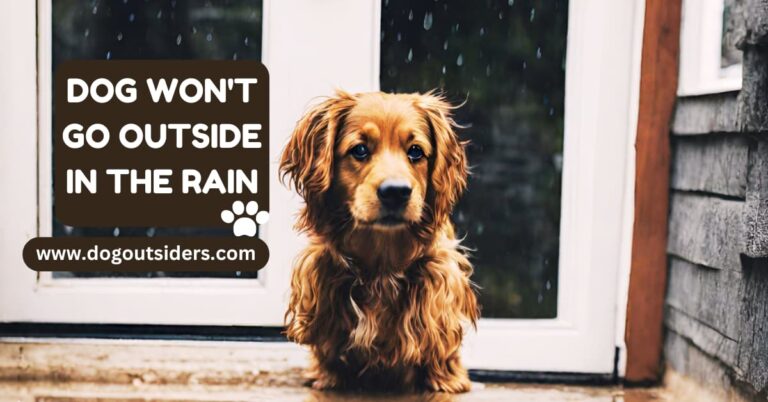 Dog Won’t Go Outside in the Rain: My Guide to Overcoming Rain Aversion