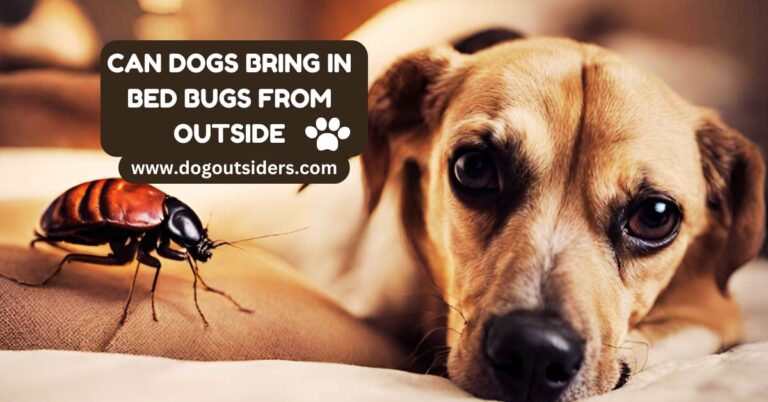 Can dogs bring in bed bugs from outside