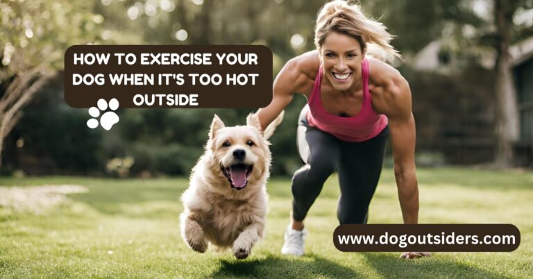 How to Exercise Your Dog When It’s Too Hot Outside: Indoor Ideas