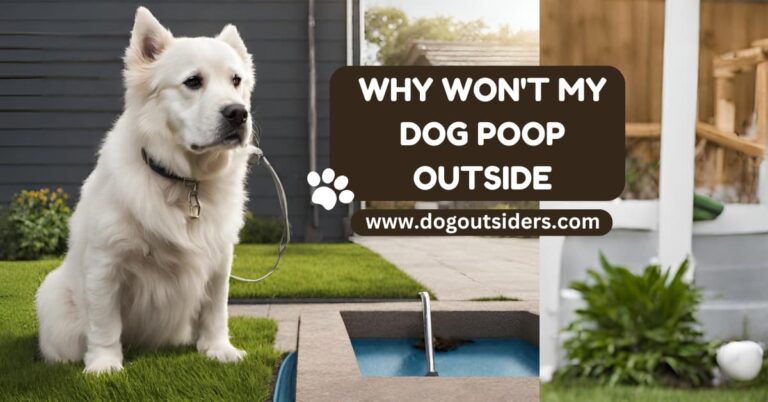 Why won't my dog poop outside