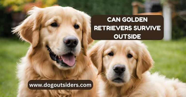 can golden retrievers survive outside