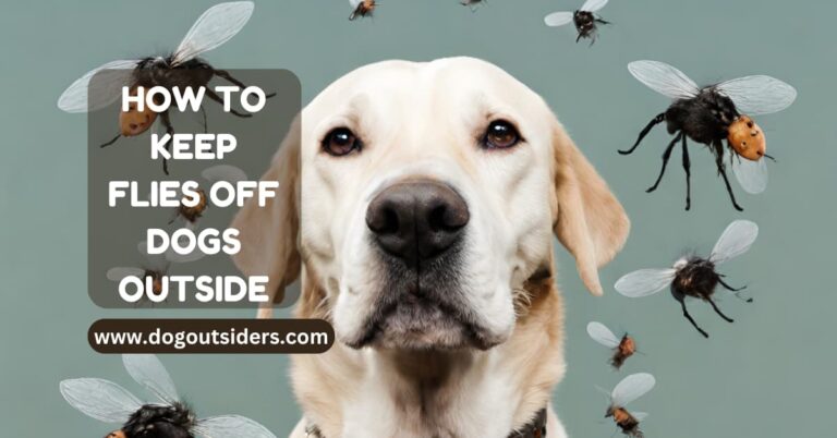 how to keep flies off dogs outside