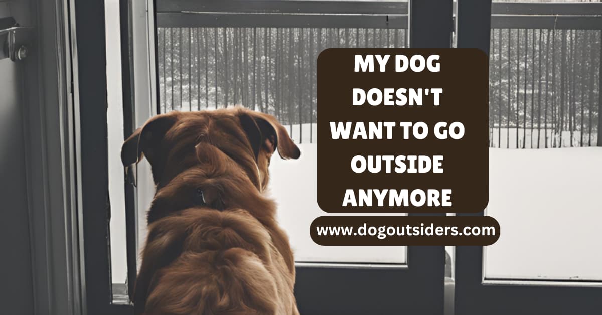 My Dog Doesn't Want to Go Outside Anymore: Unveiling the Reluctance