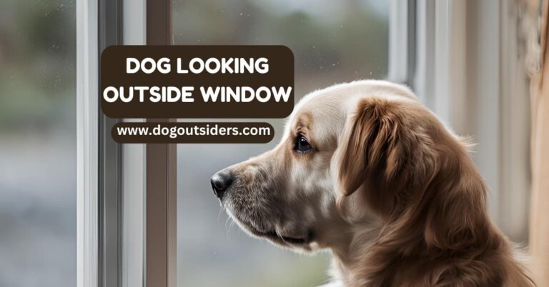 dog looking outside window