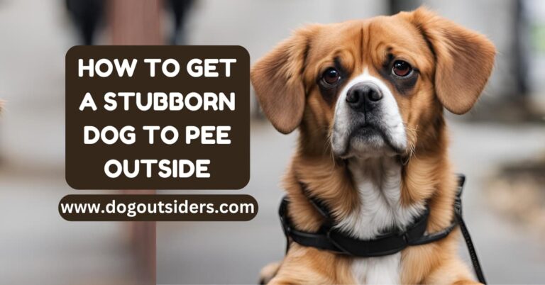 how to get a stubborn dog to pee outside