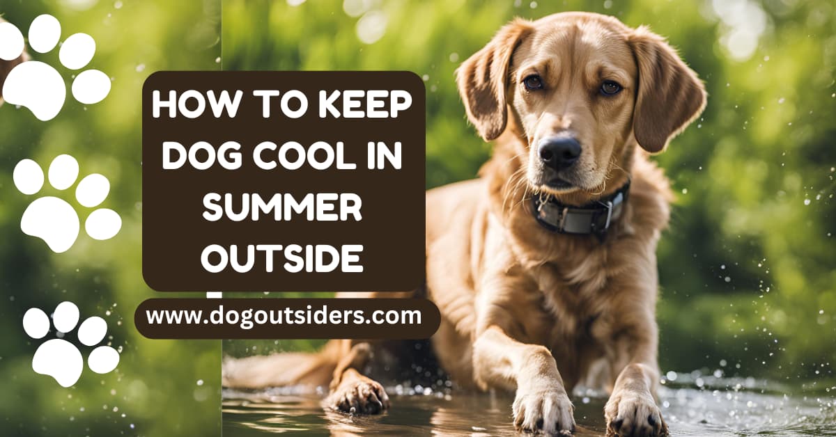 How To Keep Dog Cool In Summer Outside: 10 Tips - Dog Outsiders