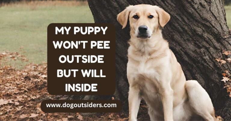 My puppy won't pee outside but will inside