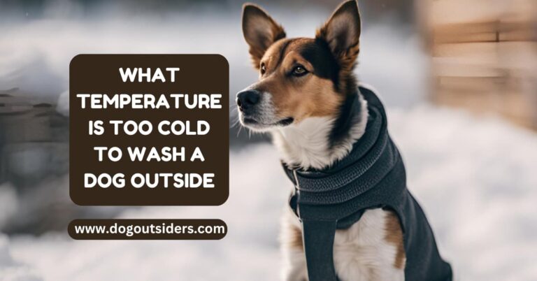 What temperature is too cold to wash a dog outside