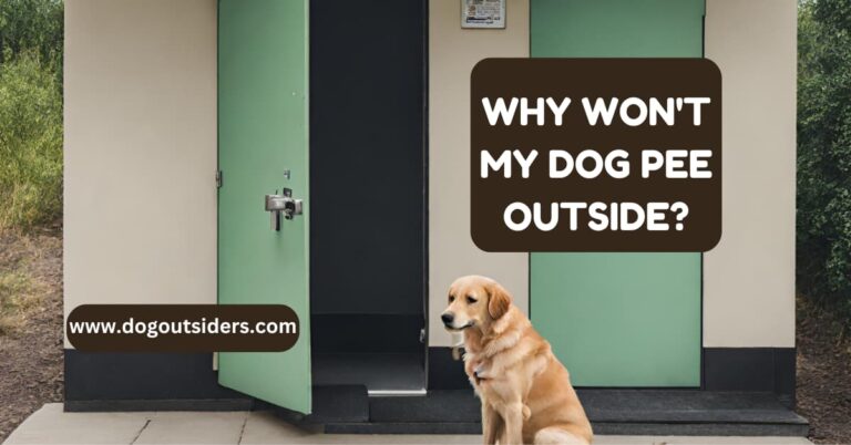 Why won't my dog pee outside