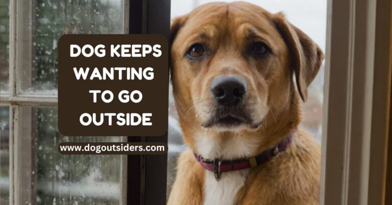 Dog Keeps Wanting to Go Outside: 4 Common Reasons Revealed