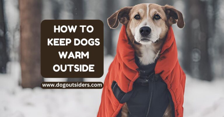 how to keep dogs warm outside