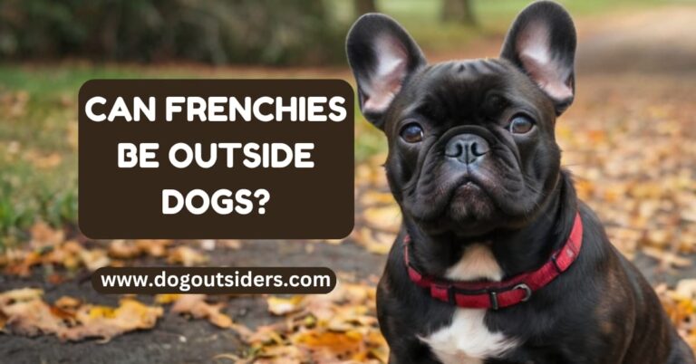 Can Frenchies be outside dogs