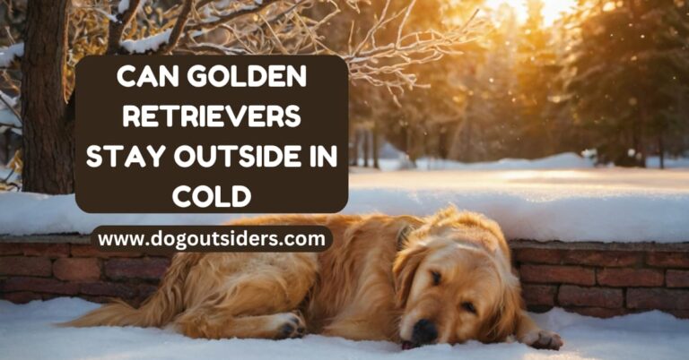 Can Golden Retrievers Stay Outside in Cold? Safety Guide