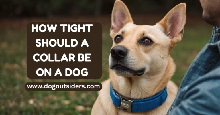 how tight should a collar be on a dog