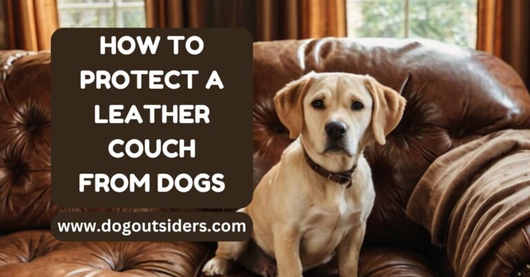 How to Protect a Leather Couch from Dogs: Tips & Strategies