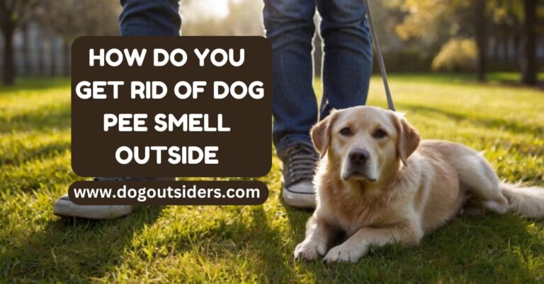 how do you get rid of dog pee smell outside