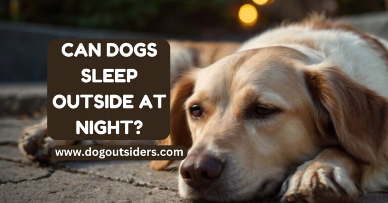 can dogs sleep outside at night