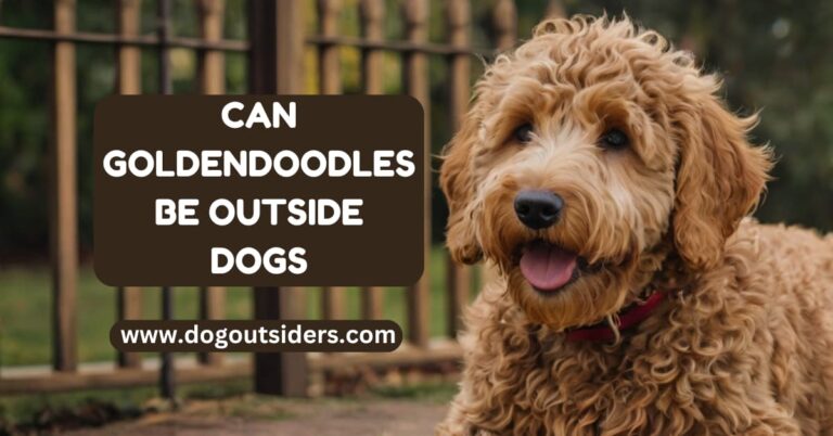 Can Goldendoodles Be Outside Dogs: A Complete Guide