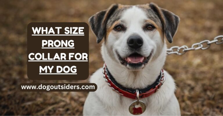 What Size Prong Collar for My Dog: The Perfect Fit