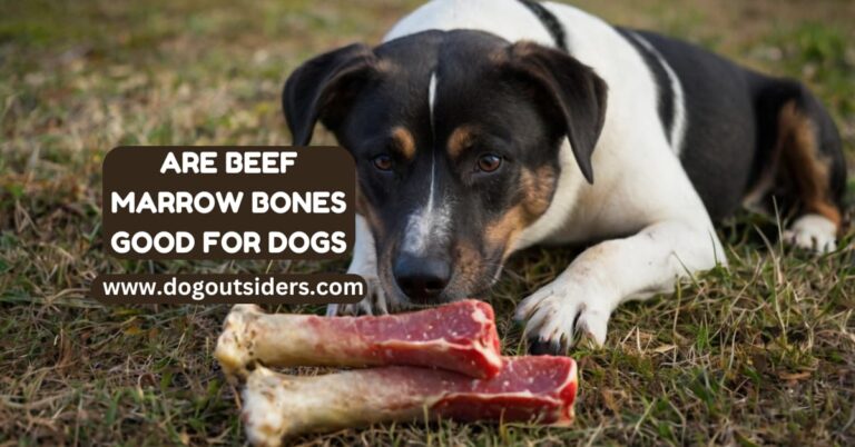 Are Beef Marrow Bones Good for Dogs: A Complete Guide