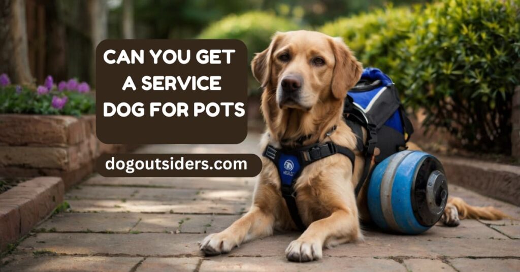 can you get a service dog for pots