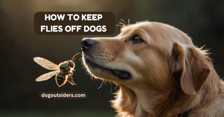 How to keep flies off dogs