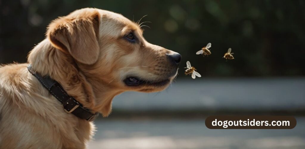 flies attraction towards dogs