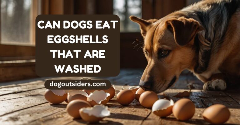 Can dogs eat eggshells that are washed