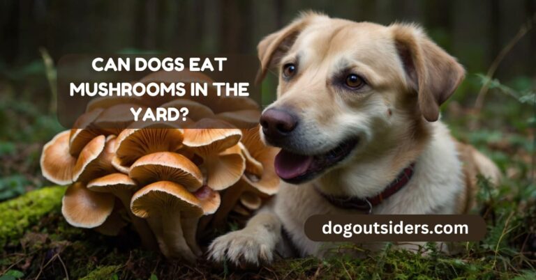 Can dogs eat mushrooms in the yard