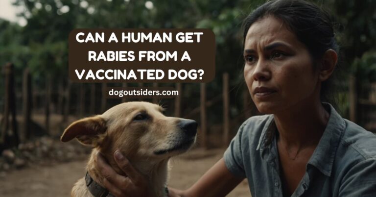 Can a human get rabies from a vaccinated dog