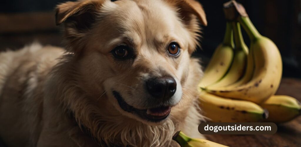 Feeding Bananas to Dogs