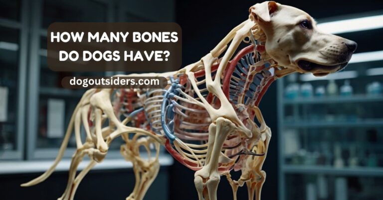 How many bones do dogs have