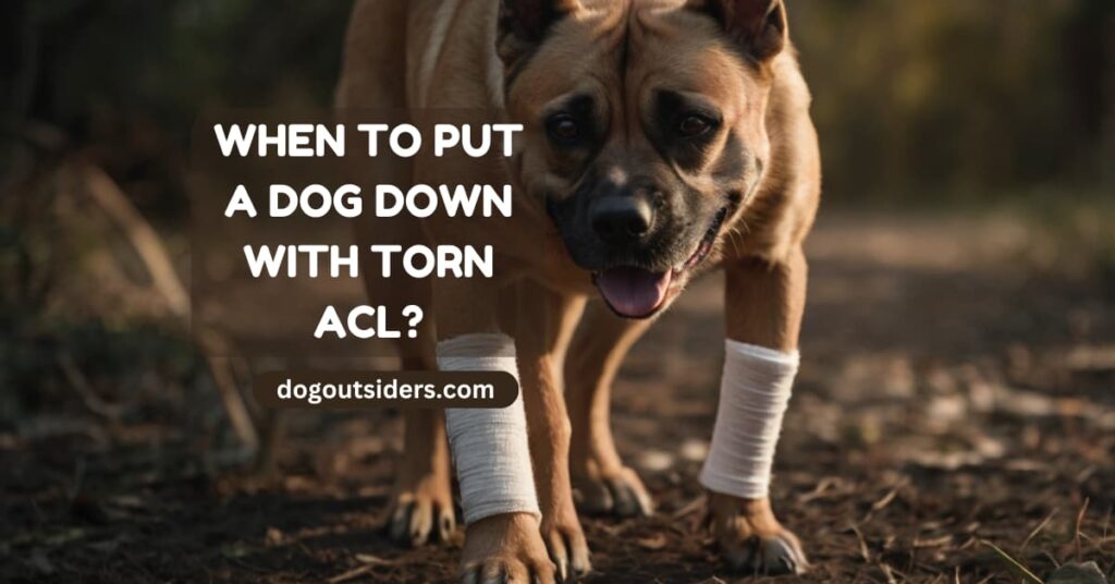 When to put a dog down with torn acl