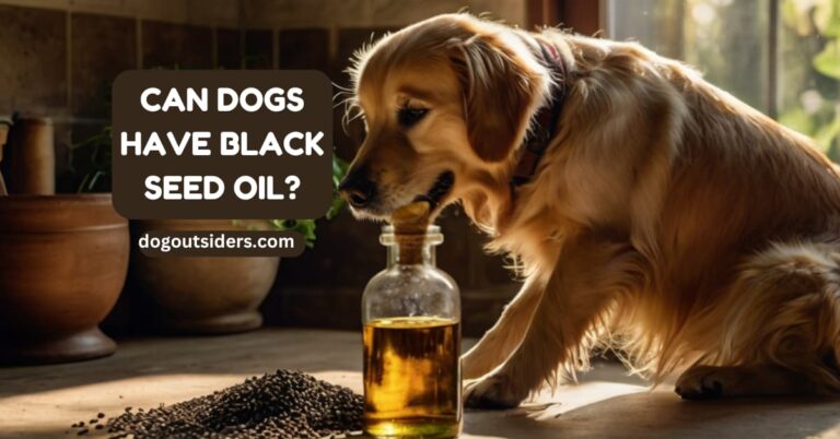 Can dogs have black seed oil