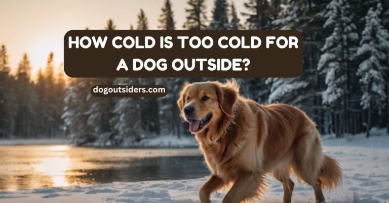 How cold is too cold for a dog outside