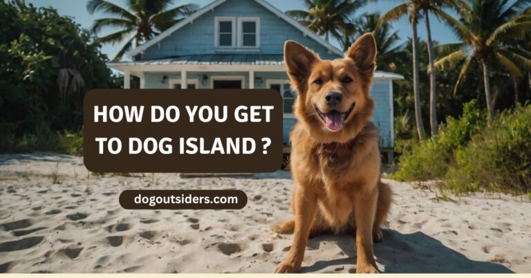 How do you get to dog island