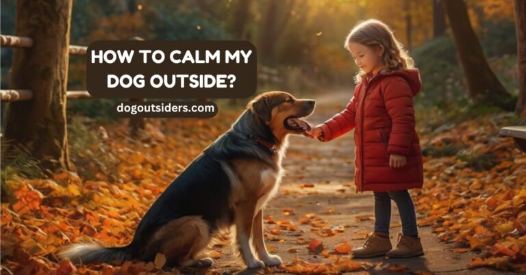 How to calm my dog outside