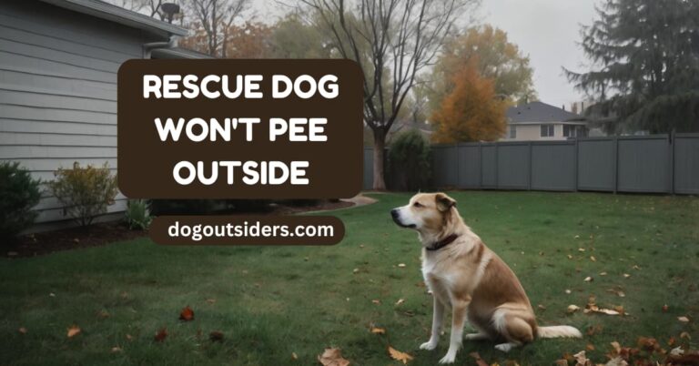 Rescue dog won't pee outside