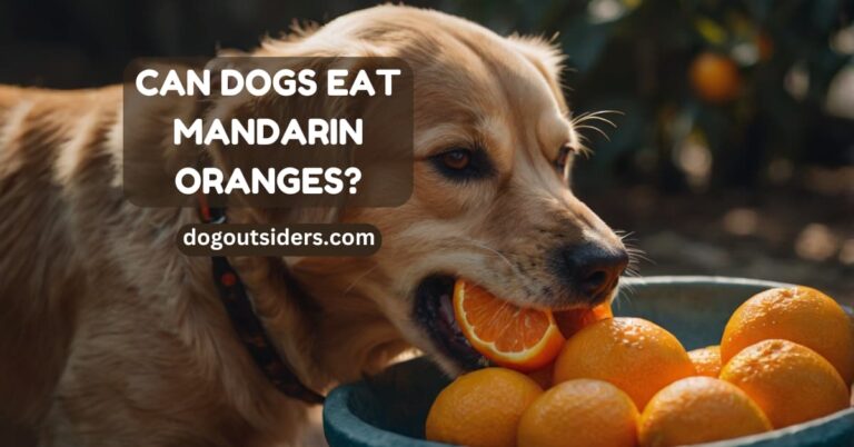 Can dogs eat mandarin oranges