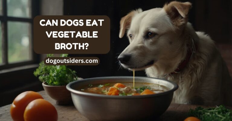 Can dogs eat vegetable broth