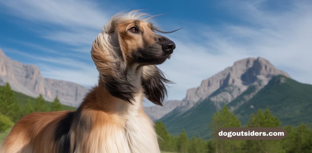 The Afghan Hound