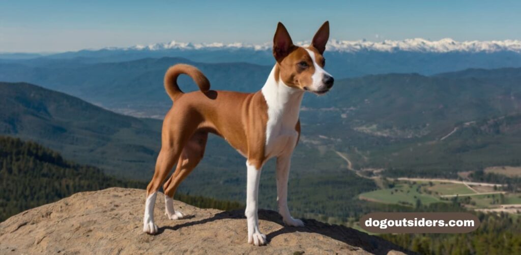 Basenji