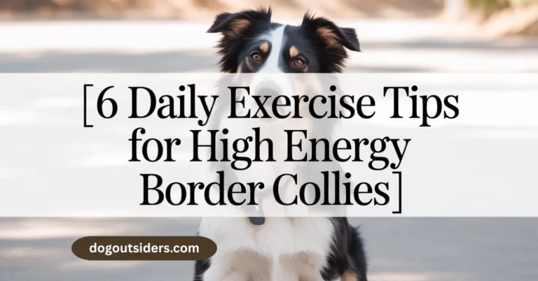 6 daily exercise tips for high energy border collies