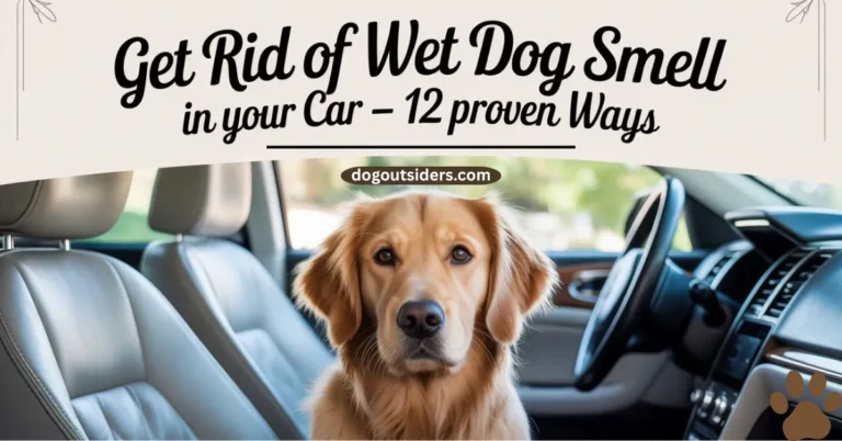 Get Rid of Wet Dog Smell in Car