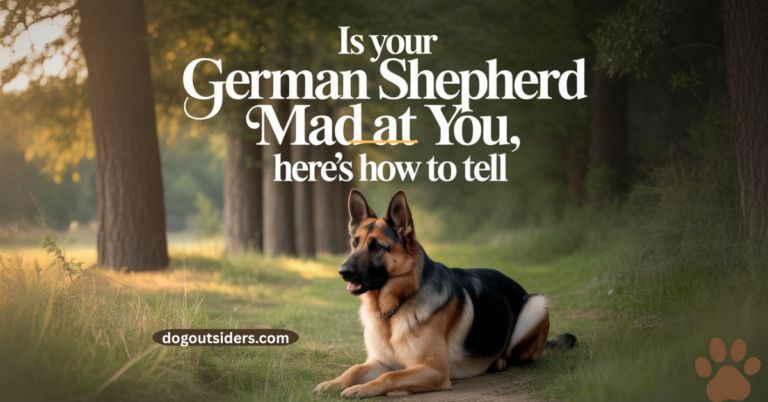 Is Your German Shepherd Mad at You